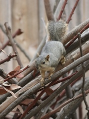 Sciurus niger