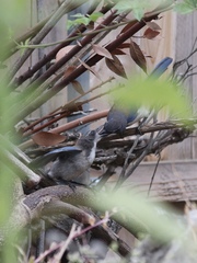 Aphelocoma californica