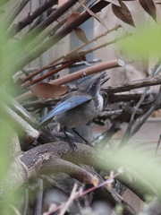 Aphelocoma californica