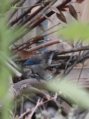 Aphelocoma californica