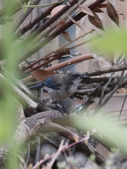 Aphelocoma californica