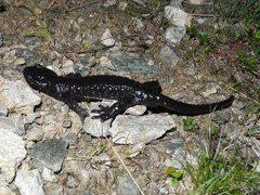 Salamandra lanzai