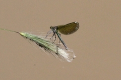 Calopteryx splendens