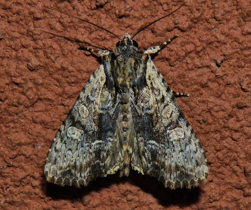 Apamea quinteri