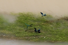 Calopteryx splendens