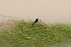 Calopteryx splendens