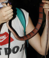 Siphlophis compressus