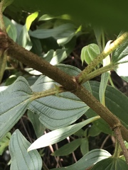 Melastoma septemnervium