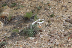 Odocoileus hemionus hemionus