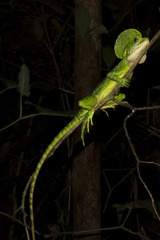 Basiliscus galeritus