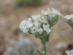 Oreocarya subcapitata