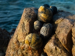Nerita scabricosta