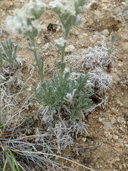 Oreocarya subcapitata