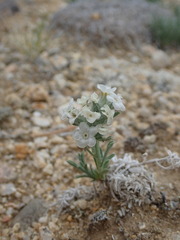 Oreocarya subcapitata