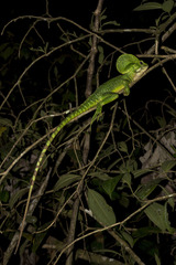 Basiliscus galeritus