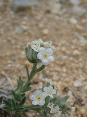 Oreocarya subcapitata