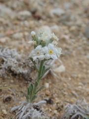 Oreocarya subcapitata