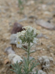 Oreocarya subcapitata