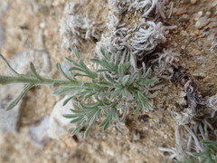 Oreocarya subcapitata