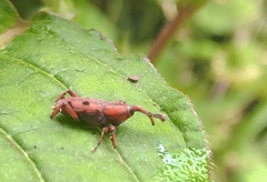 Aplotes roelofsi