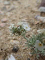 Oreocarya subcapitata