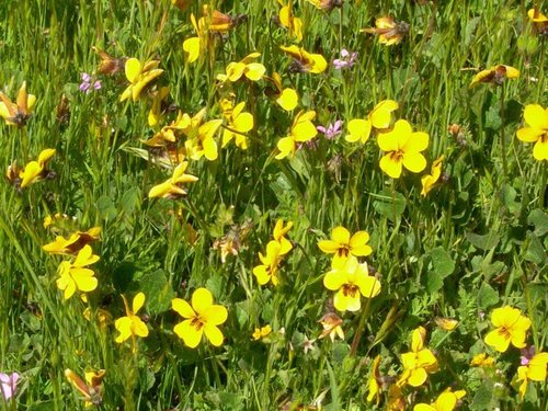 Viola pedunculata ssp. tenuifolia
