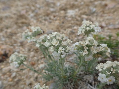 Oreocarya subcapitata