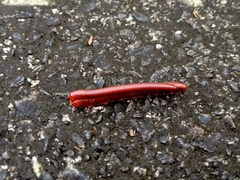 Trigoniulus corallinus