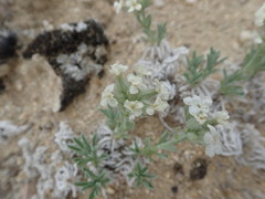 Oreocarya subcapitata