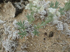 Oreocarya subcapitata