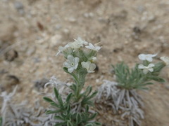 Oreocarya subcapitata