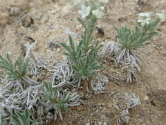 Oreocarya subcapitata