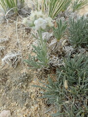 Oreocarya subcapitata