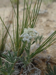 Oreocarya subcapitata