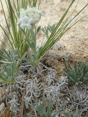 Oreocarya subcapitata