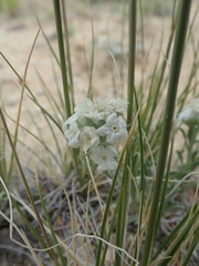 Oreocarya subcapitata