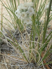 Oreocarya subcapitata