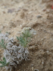 Oreocarya subcapitata