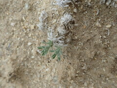 Oreocarya subcapitata
