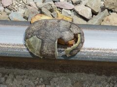 Kinosternon herrerai