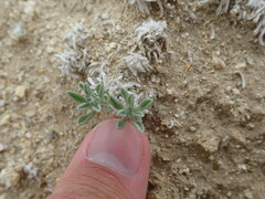 Oreocarya subcapitata