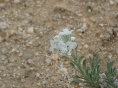 Oreocarya subcapitata