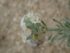 Oreocarya subcapitata