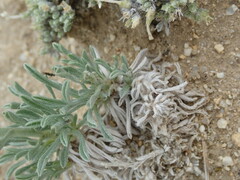 Oreocarya subcapitata