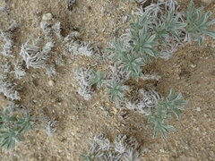 Oreocarya subcapitata