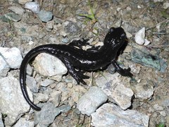 Salamandra lanzai