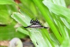 Gasteracantha diardi
