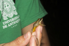 Craugastor metriosistus