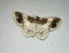 Hydrelia condensata