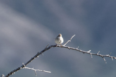 Curruca communis